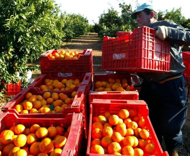 pequeños productores 